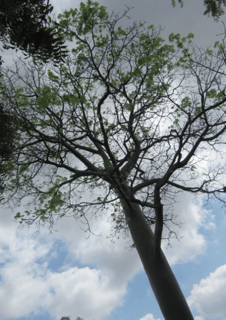 Screen Shot 2012-12-17 at 4.31.51 PM