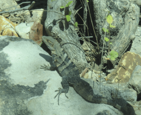 Screen Shot 2012-12-26 at 8.36.50 AM