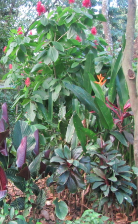 Screen Shot 2012-12-29 at 11.19.36 AM