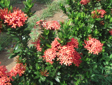 Screen Shot 2012-12-29 at 11.20.05 AM