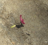 Screen Shot 2012-12-29 at 11.21.06 AM