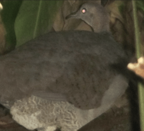 Screen Shot 2012-12-29 at 8.24.23 AM