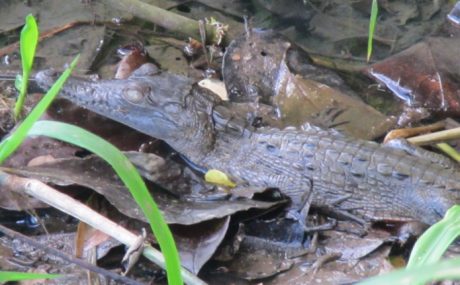 Screen Shot 2012-12-29 at 8.25.44 AM