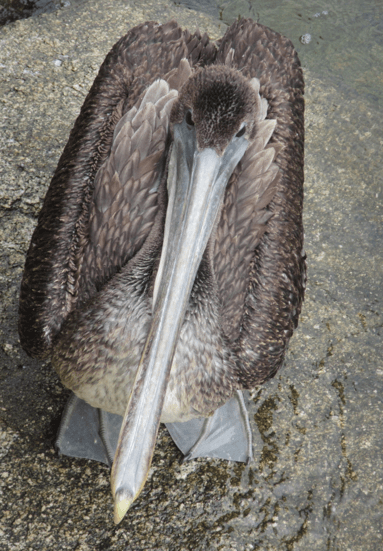 Screen Shot 2013-01-01 at 5.56.18 PM