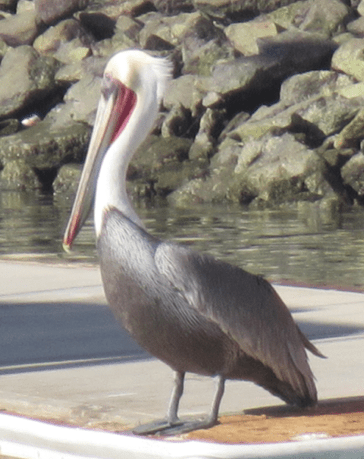 Screen Shot 2013-01-01 at 6.06.04 PM